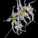Odontoglossum cirrhosum