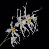 Odontoglossum cirrhosum