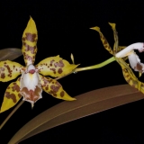 Odontoglossum spectatissimum