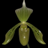 paph-braemii_3