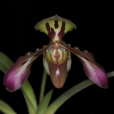 Paphiopedilum tigrinum