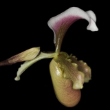 Paphiopedilum barbigerum