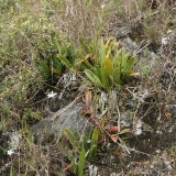 Paphiopedilum wilhelminae a Bulbophyllum cruentum