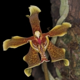 Paraphalaenopsis labukensis