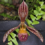 Pedilochilus sp. New Guinea
