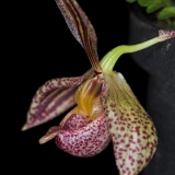 Pedilochilus sp. New Guinea