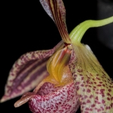 Pedilochilus sp. New Guinea