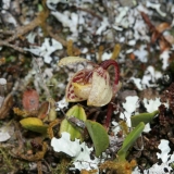 Pedilochilus sp. in situ New Guinea