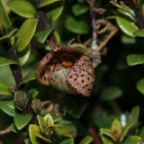 Pedilochilus sp. in situ New Guinea
