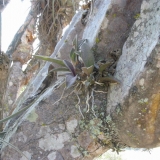 Oncidium onustum (Zelenkoa) na kaktusu