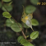 brachionidium-pusillum
