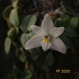 constantia-cipoensis-copy