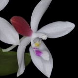 Phalaenopsis speciosa