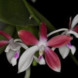 Phalaenopsis speciosa