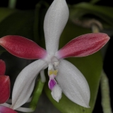 Phalaenopsis speciosa