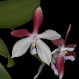 Phalaenopsis speciosa