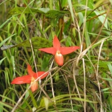 Phragmipedium besseae na stanovišti Ekvádor