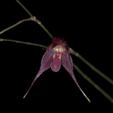 Pleurothalis sp.Ecuador