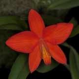 Sophronitis coccinea