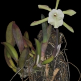 Rhyncholaelia glauca