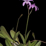 Laelia caulescens