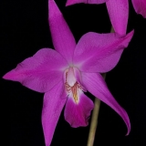 Laelia gouldiana