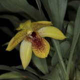 Promenaea paranaensis