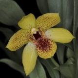Promenaea paranaensis