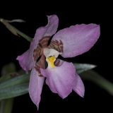 Rhynchostele cervantesii