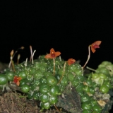 Bulbophyllum subtenellum