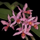 Cattleya x guatemalensis