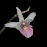 Dendrobium garrettii_3