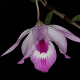 Dendrobium maccarthiae