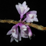 Dendrobium ramosii