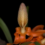 Dendrobium unicum_3