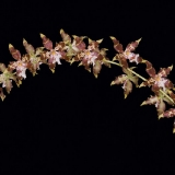 Odontoglossum luteopurpureum_3
