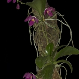Phalaenopsis pulchra_2