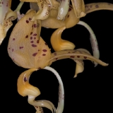 Stanhopea jenischiana