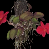 Sophronitis brevipedunculata