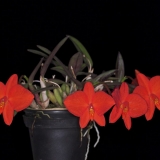 Sophronitis coccinea