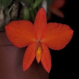 Sophronitis coccinea