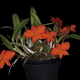 Sophronitis coccinea