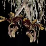 Stanhopea tigrina