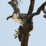 Dendrobium signatum, Eria sp., Aerides sp.