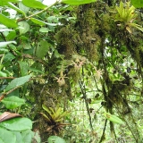 Epidendrum aff. stanhopeanum 