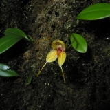 Masdevallia staaliana