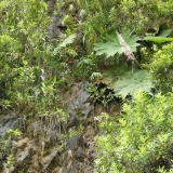 Phragmipedium besseae 