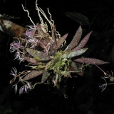 Macroclinium sp.