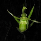 Phragmipedium reticulatum