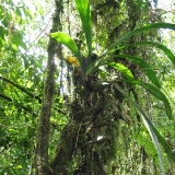 Cyrtochilum macranthum